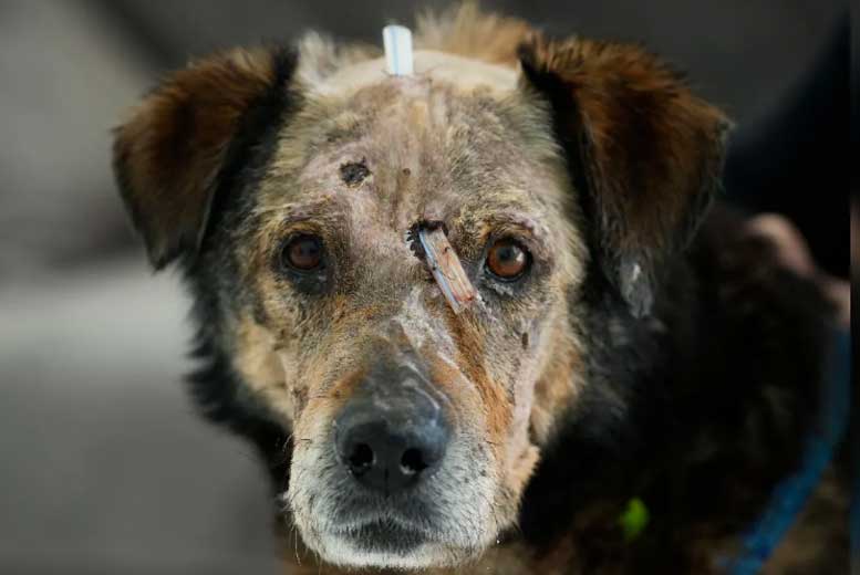 Раненой собаке в Польше оказывают помощь