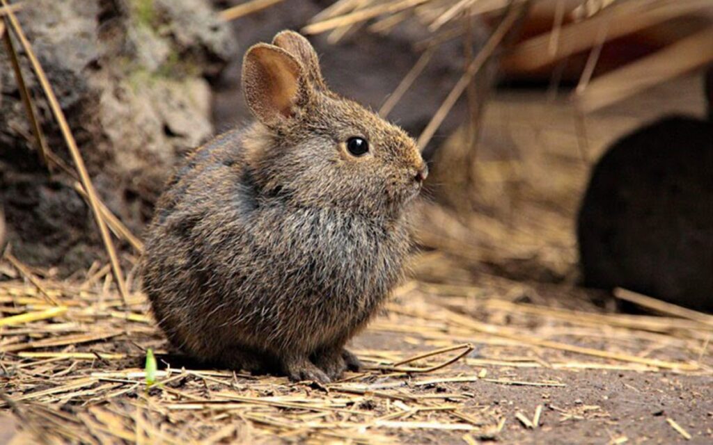 В Мексике обитает редкий вид кроликов - вулканический кролик