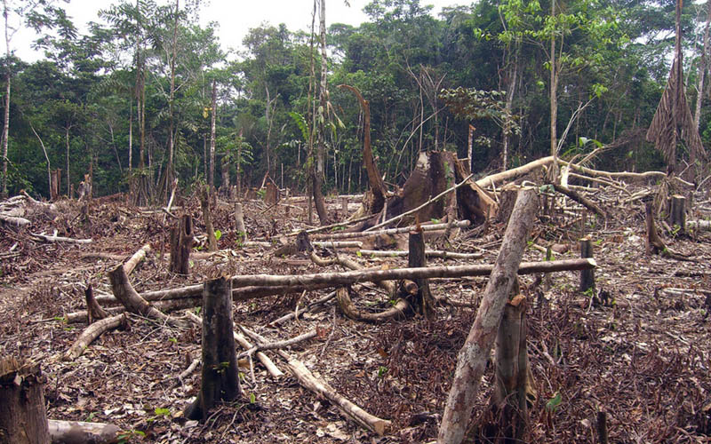 Мексика сильно страдает от обезлесения