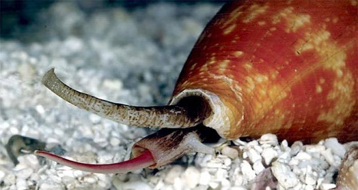 Улитки-конусы (Conus magnus)