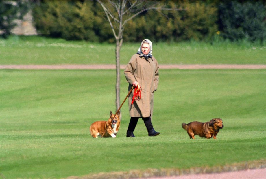 Королева Елизавета II выгуливает своих собак в Виндзорском замке 2 апреля 1994 года в Виндзоре, Великобритания.