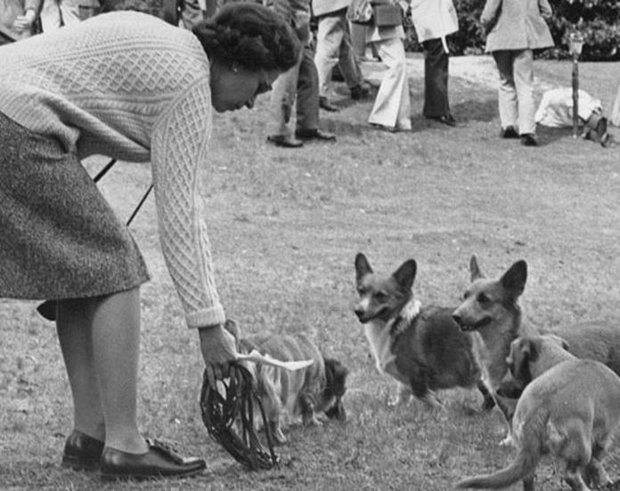 Королева Великобритании сама кормит своих собак