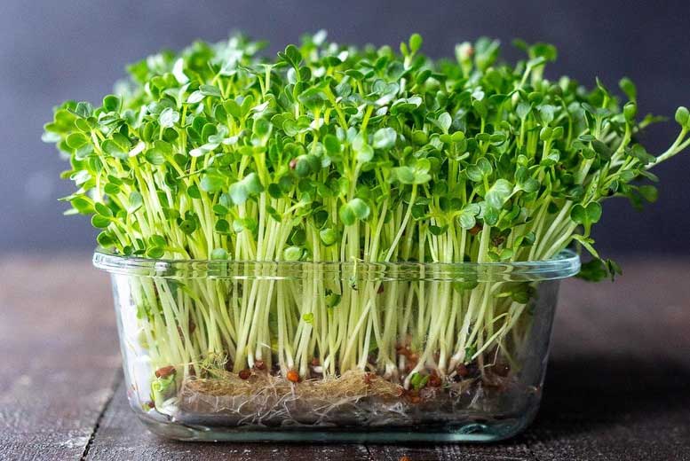 6 советов по выращиванию микрозелени