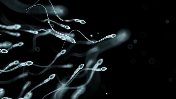 Сперма сохраняет свою жизнеспособность в течение нескольких часов
