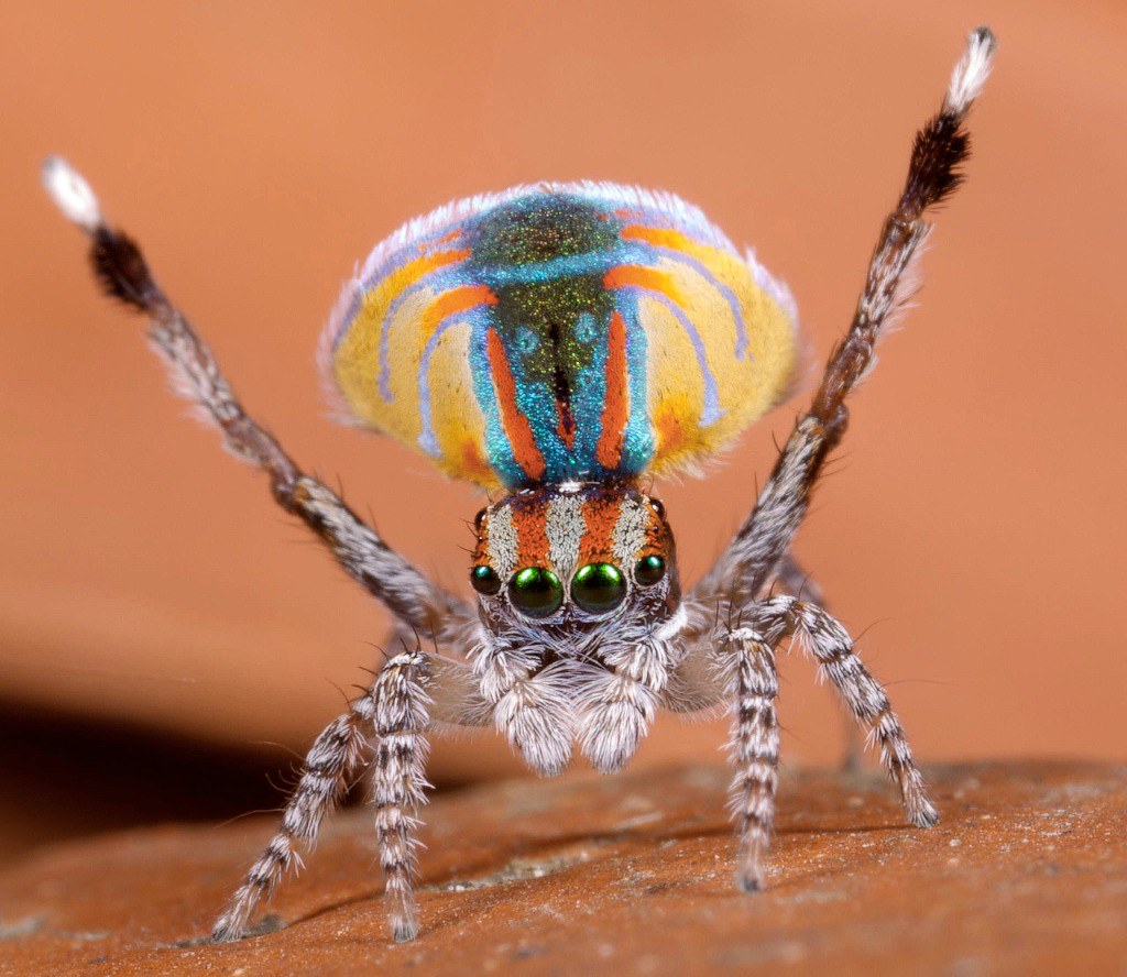 Австралийский павлиний паук
