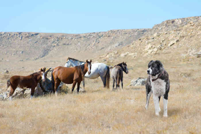Средниеазиатская овчарка предназначена для охраны скота