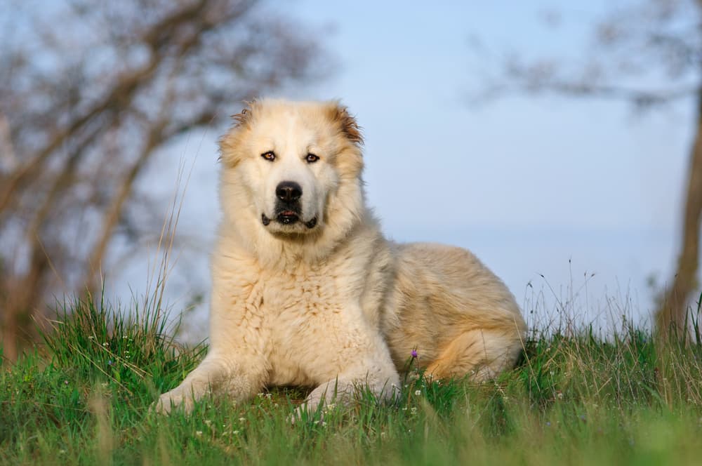 Овчарка алабай — одна из самых крупных собак в мире