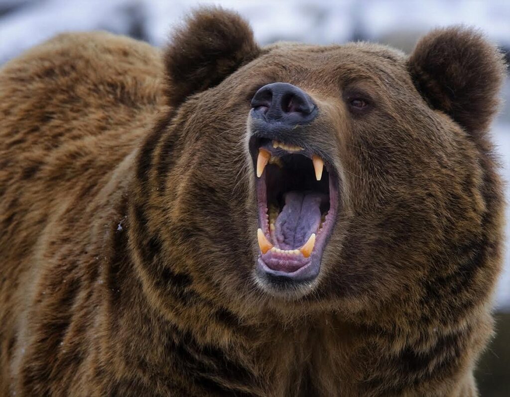 Рычащие медведи снимаются в фильмах в качестве актеров