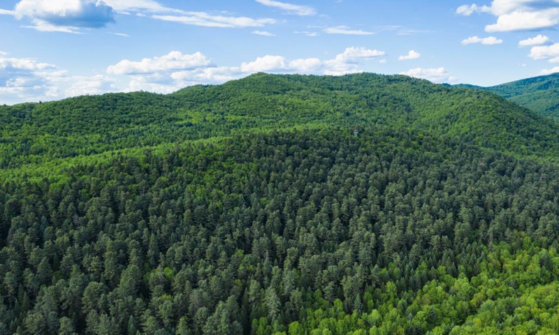 Почему леса являются важным природным ресурсом?