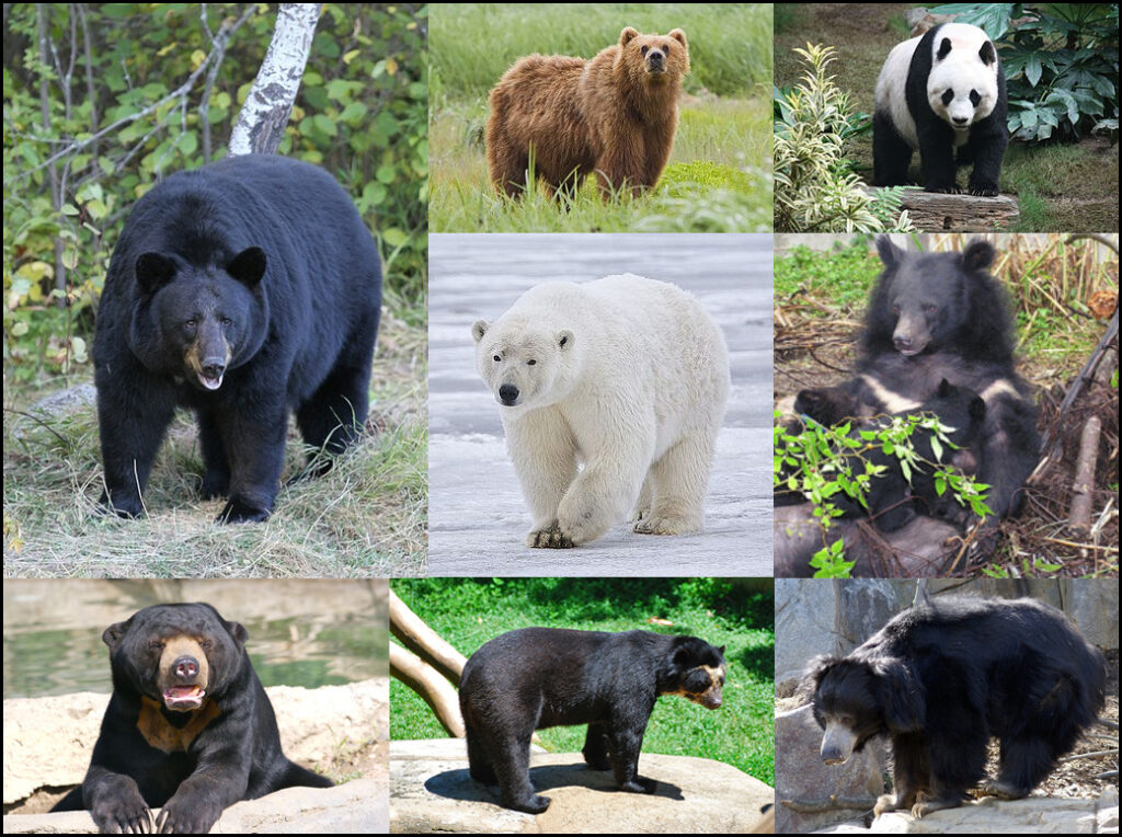 Существует восемь различных видов медведей