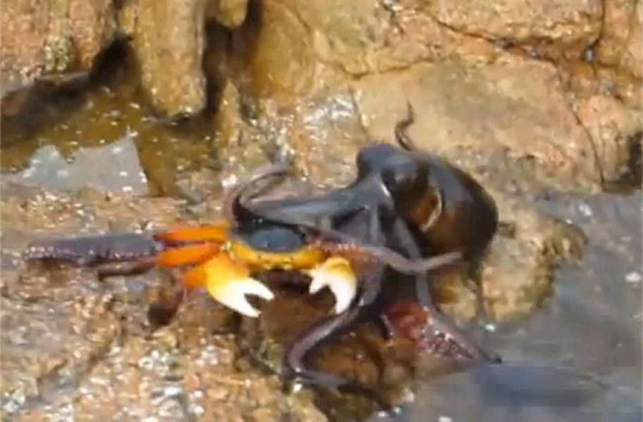 Охота осьминога на крабов