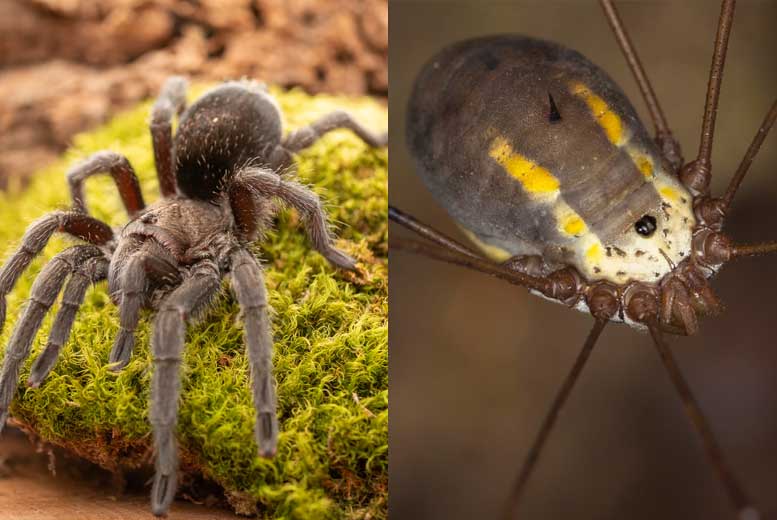 10 видов пауков Таиланда