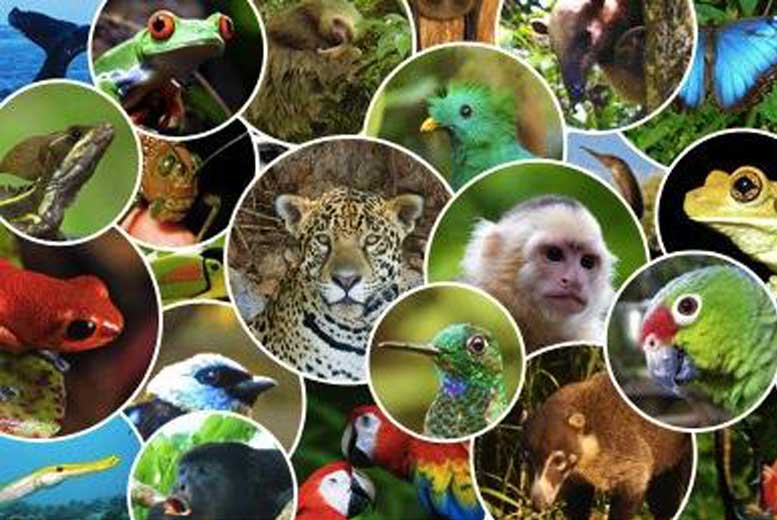 7 интересных фактов о Коста-Рике
