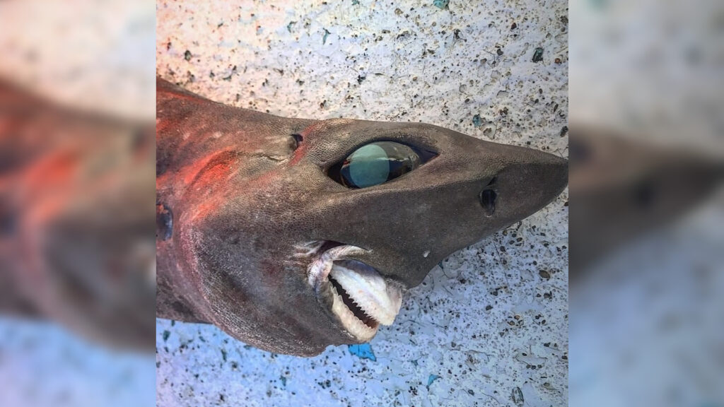 Жуткая "улыбающаяся" акула