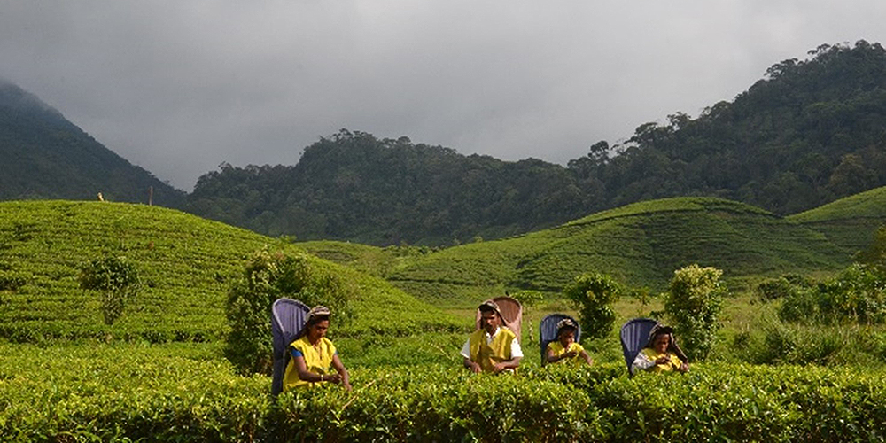 Когда Шри-Ланка стала заниматься выращиванием чая?