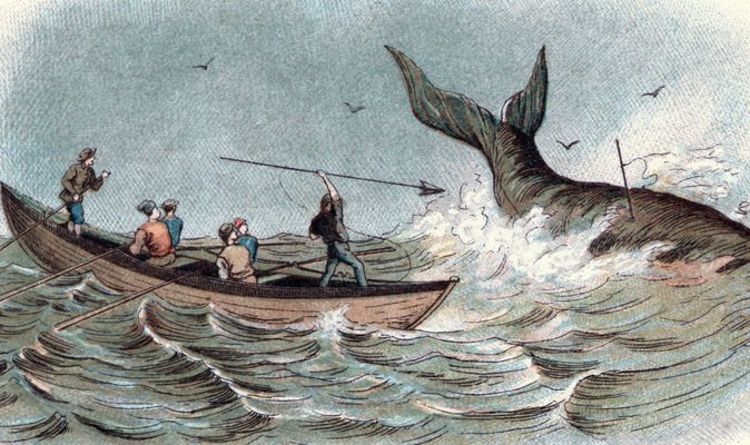 Биолог нашел гренландского кита с гарпуном 1880-х годов