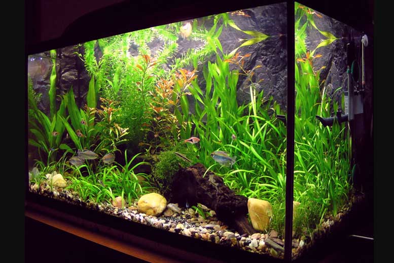 6 полезных свойств домашних аквариумов для здоровья