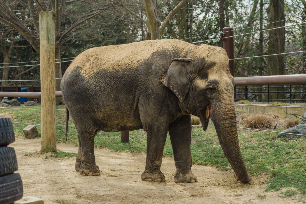 Возраст слонихи Амбики оценивается в 71 год