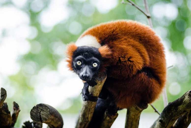 Как изменение климата угрожает лемурам Мадагаскара?