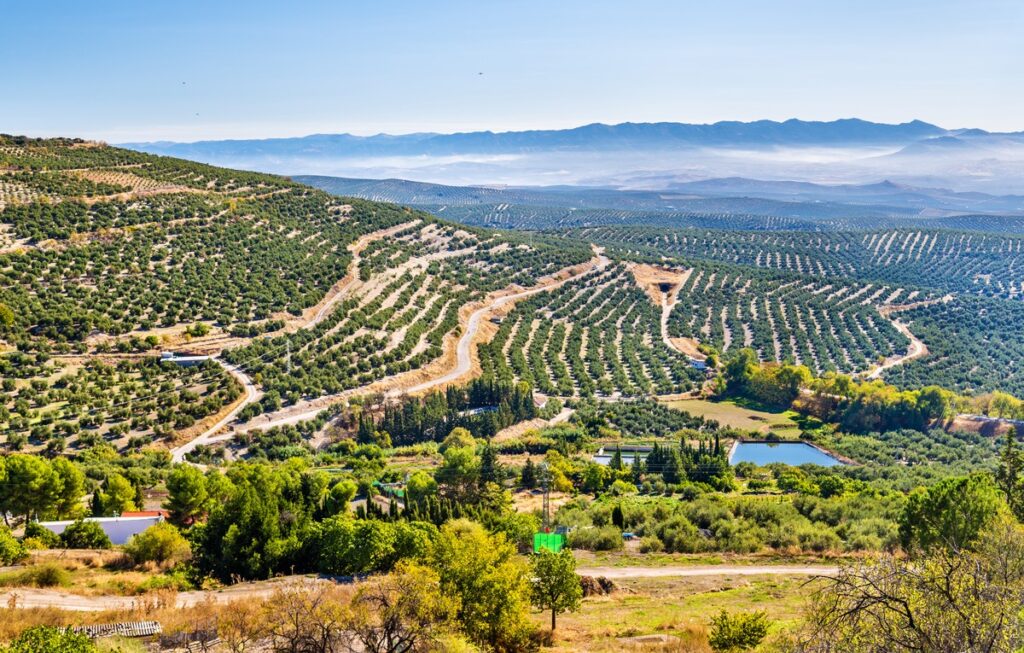 Самый крупный в мире поставщик оливкового масла