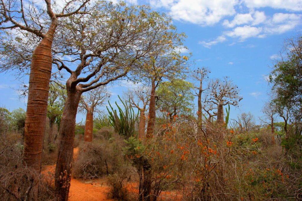 Изменение климата угрожает Мадагаскару