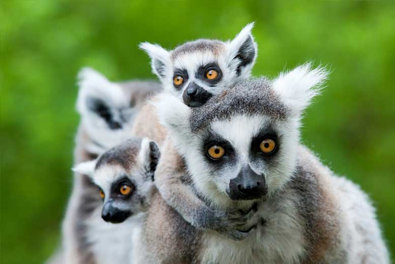 7 видов животных, встречающихся только на Мадагаскаре