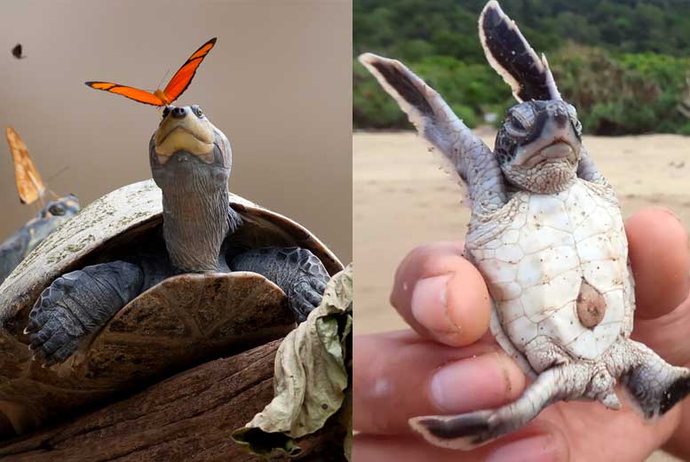 15 невероятных фактов о морских черепахах