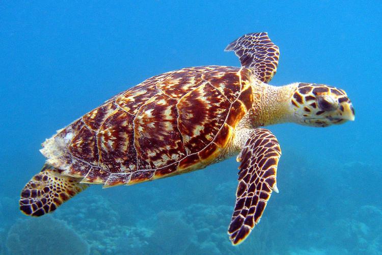 Панцирь морских черепах