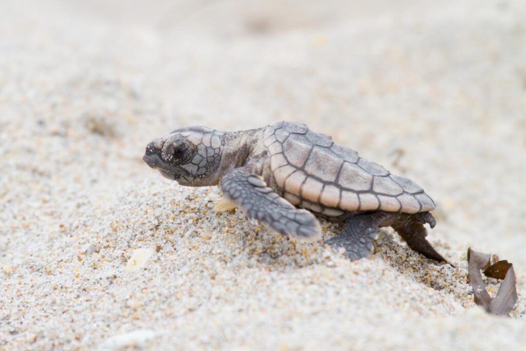 Пол морских черепах  зависит от температуры песка