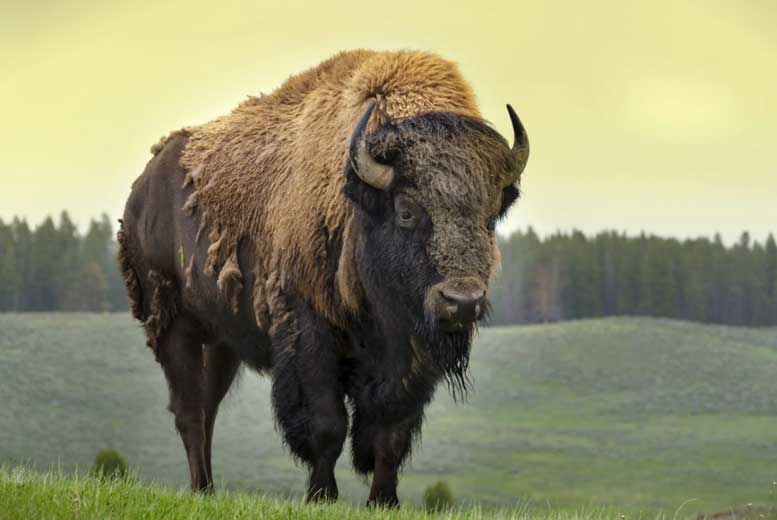 15 фактов о американском национальном животном - бизоне
