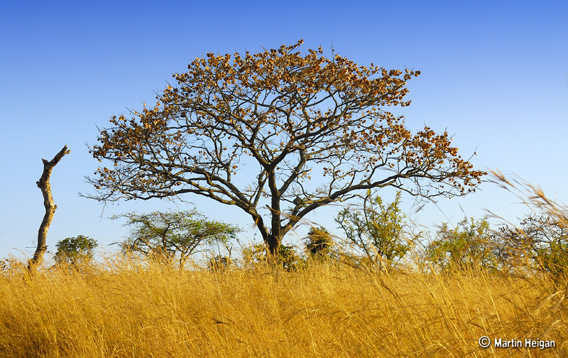 Африканский тик (Pterocarpus angolensis)