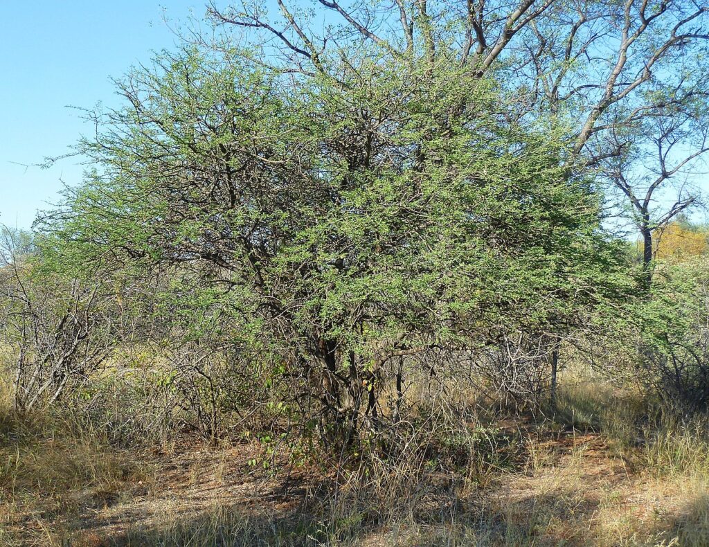 Акация мелифера (Acacia mellifera)