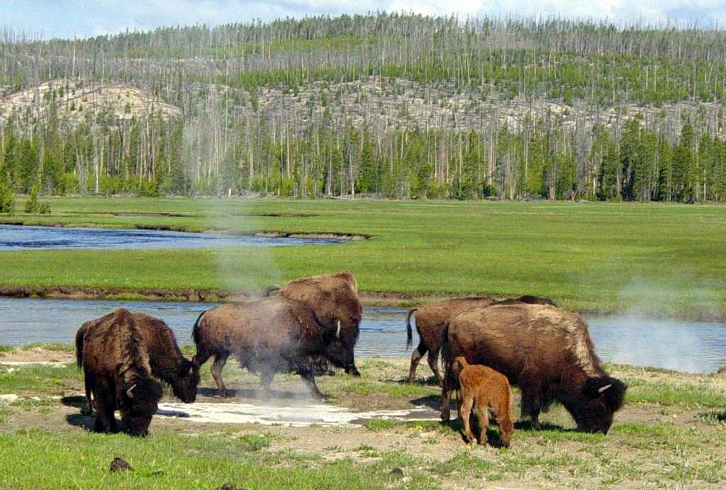 Йеллоустонский национальный парк - единственное место, где бизоны живут с доисторических времен