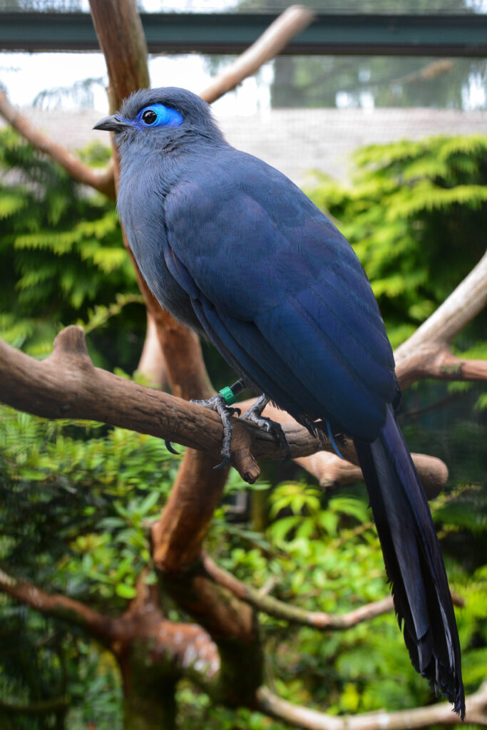 Голубая мадагаскарская кукушка