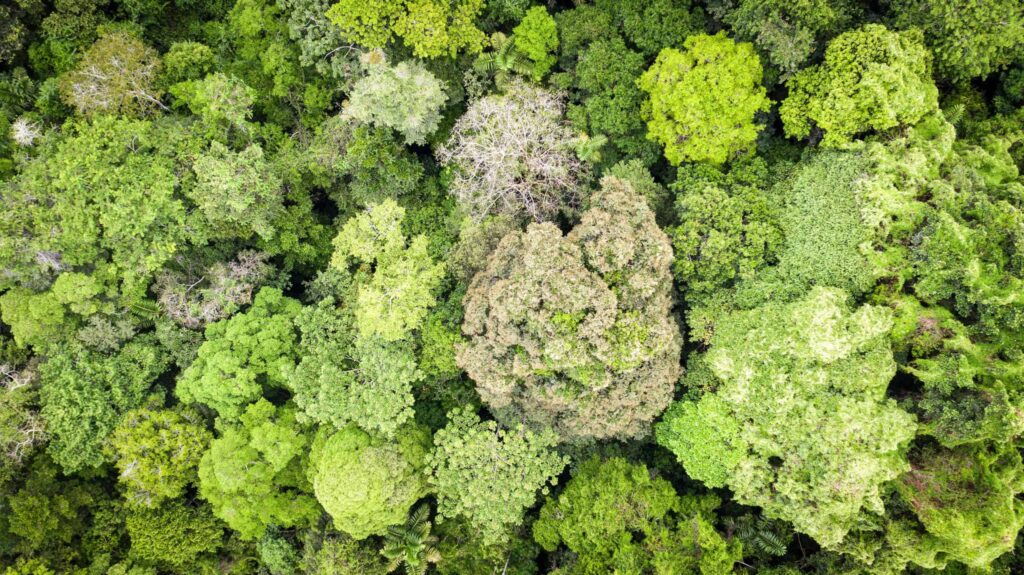 Вырубка лесов в Гондурасе снизилась