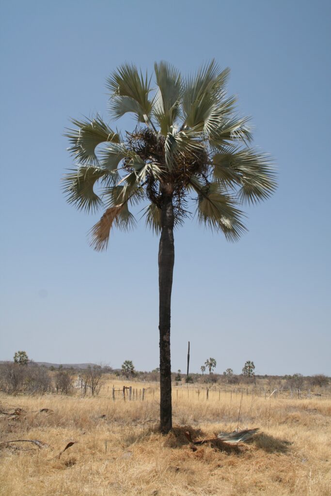 Пальма Макалани (Hyphaene petersiana)