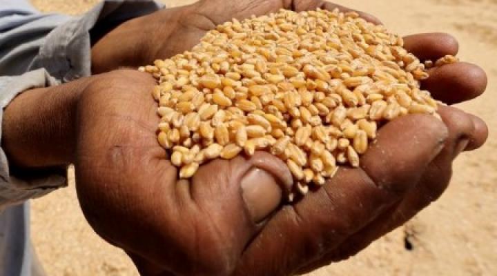 Кения увеличила закупки российской пшеницы