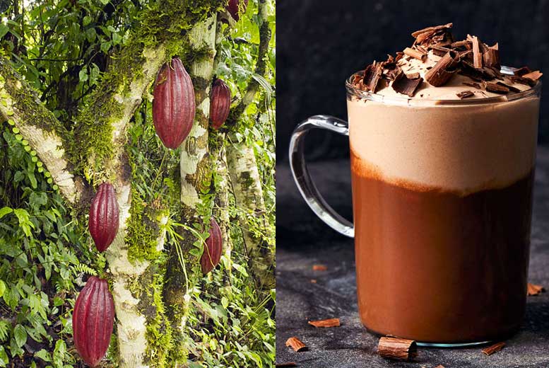 21 факт, который вы должны знать о шоколаде