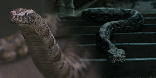 Змея, которую выпустил Гарри, - это Нагайна