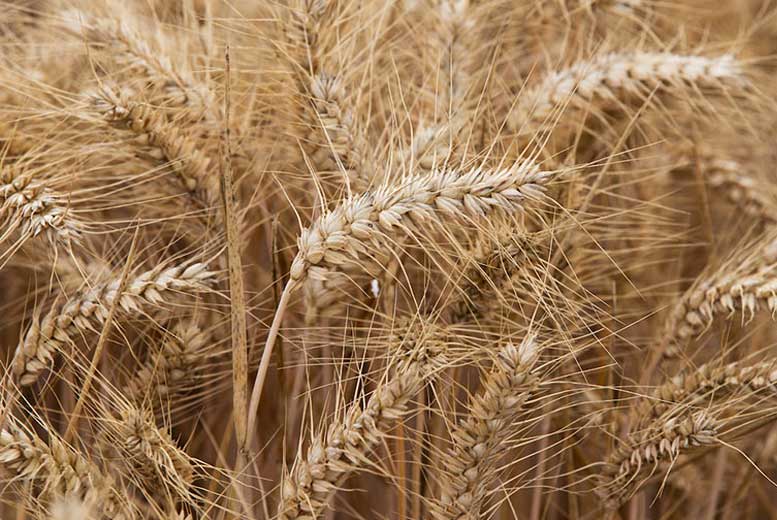 20 стран с самым высоким потреблением пшеницы