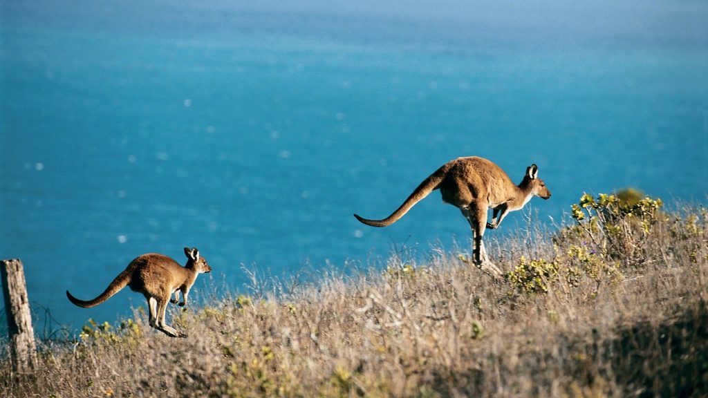 Австралия: нетронутые ландшафты и уникальный животный мир