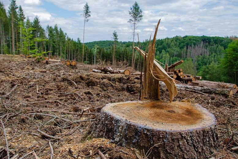 Как вырубка лесов влияет на каждого из нас?