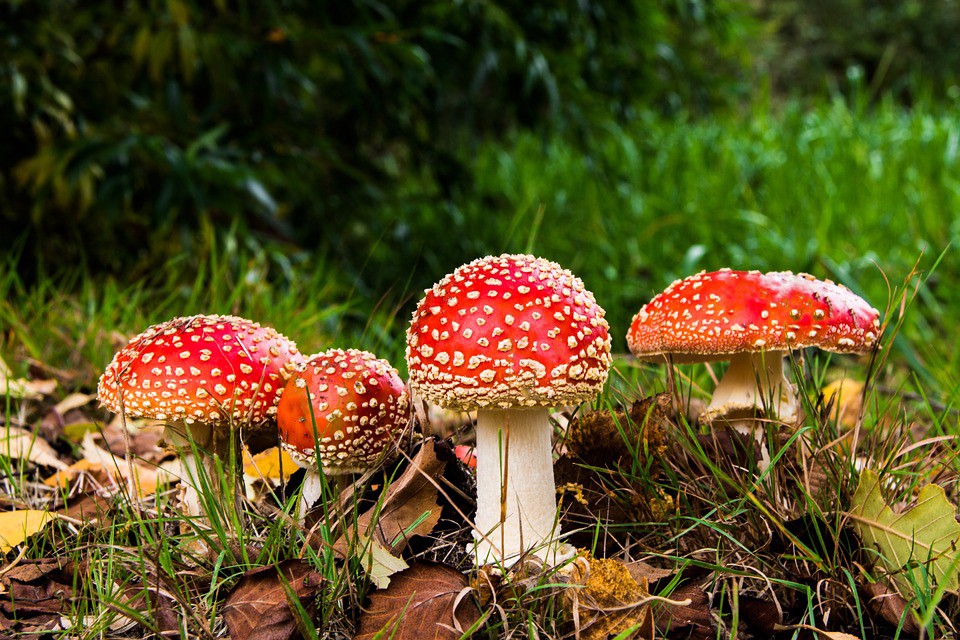 Сбор грибов  в экологически чистых местах