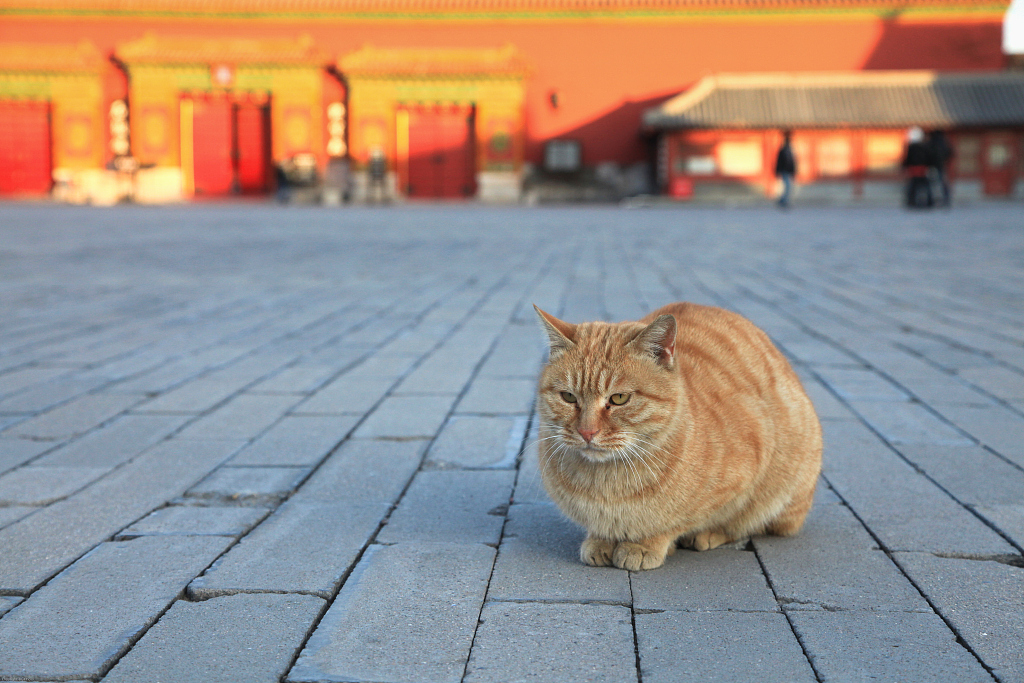 В Запретном городе обитает множество кошек