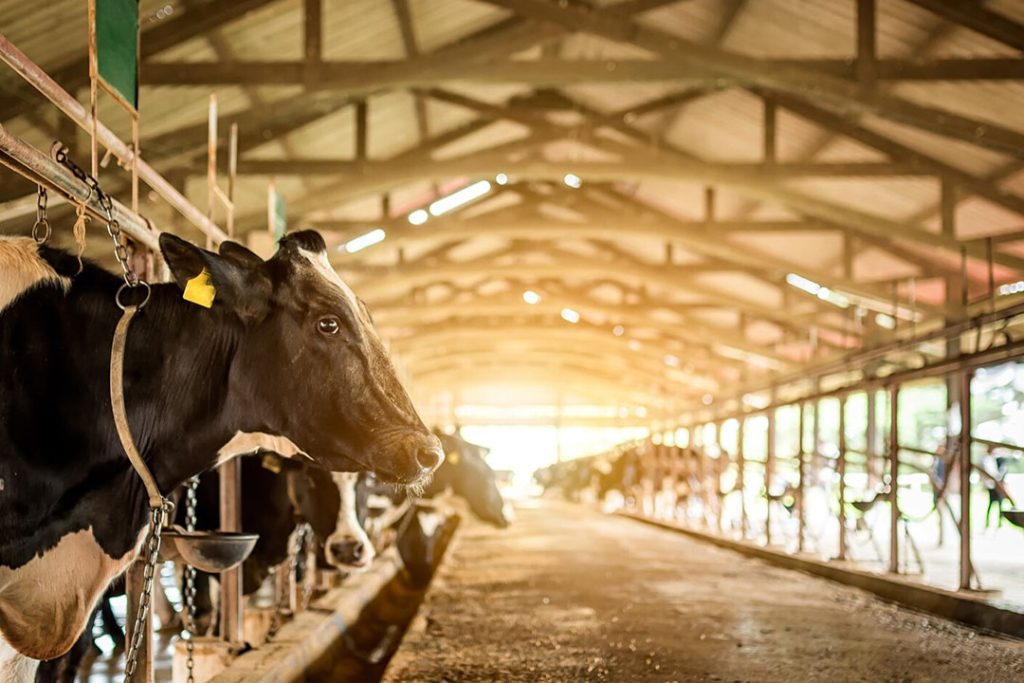 Революция на молочных фермах