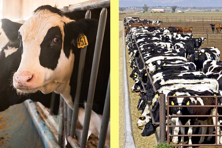 Что нужно знать о производстве говядины на молочных фермах?