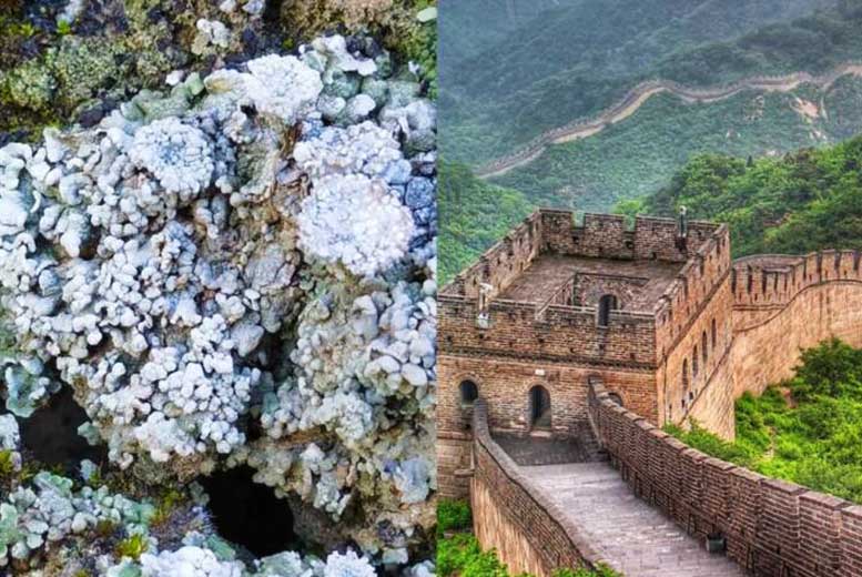 Биокора: Удивительная защита Великой китайской стены