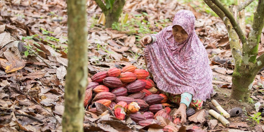 Главные производители какао в мире