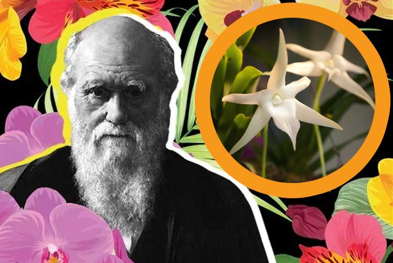 Каким образом Чарльз Дарвин связан с орхидеями?