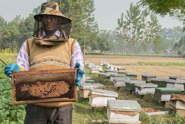 Почему развивающиеся страны зависят от пчел?